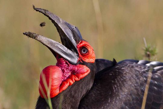 birds 4