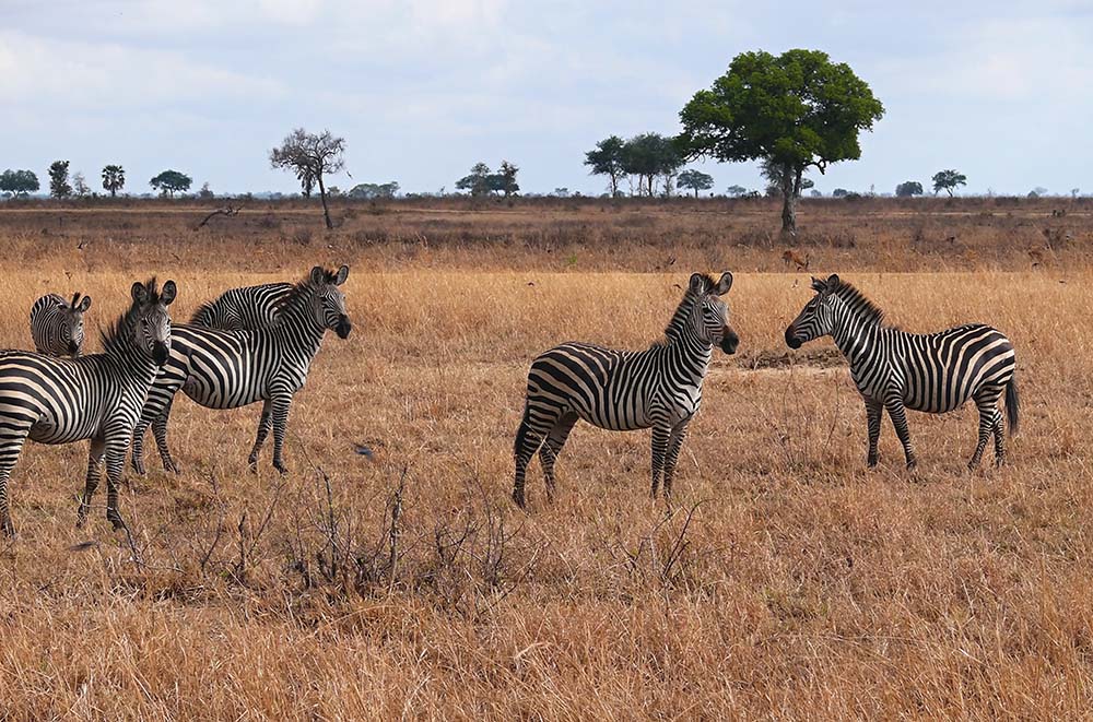 10509498 - zebras in mikumi national park in tanzania