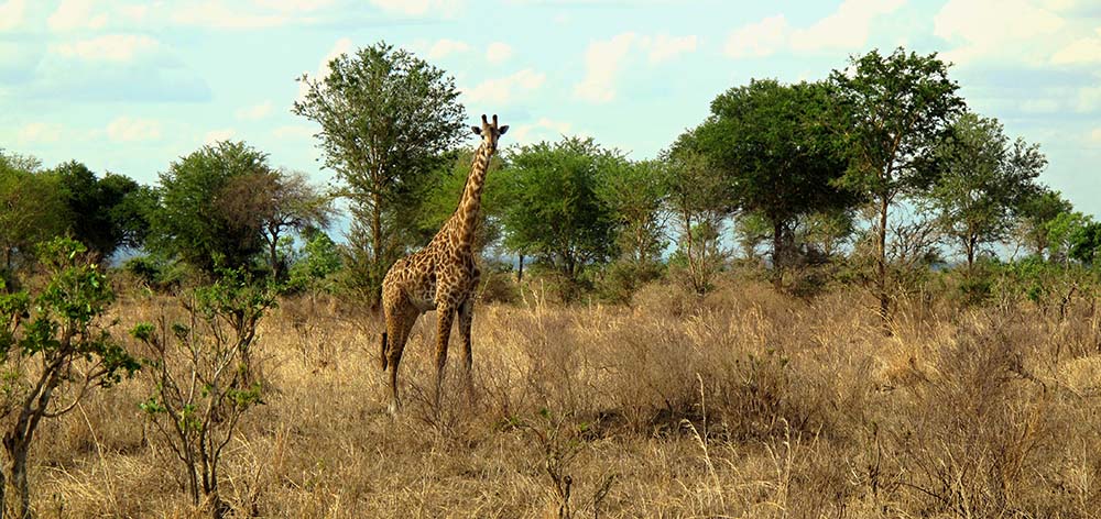 10378244 - giraffe in mikumi national park