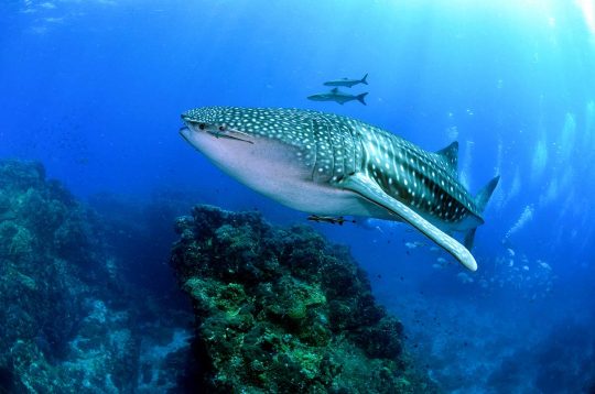pemba island 4