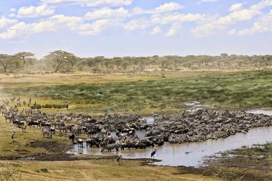 tarangire 1