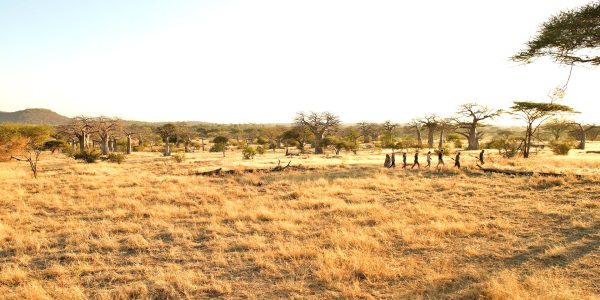 01TKKZ-IM0001-kichaka-zumbua