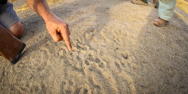 03TKKZ-IM0003-kichaka-zumbua-1560