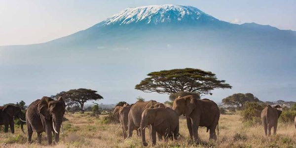 Plains of Africa at Mt. Kilimanjaro