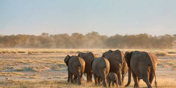 58215526 - group of elephants shot at the back in amboseli, kenya. wide view. shot at sunset.