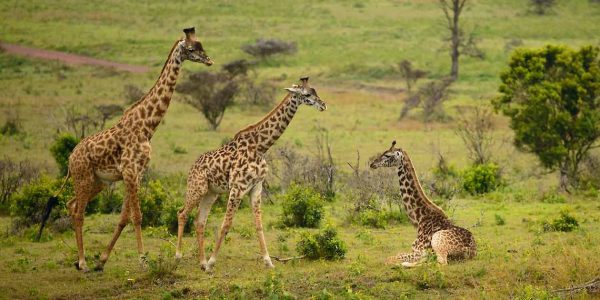 Arusha National Park 2