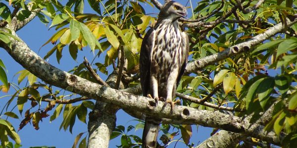 Crowned Hawk-Eagle