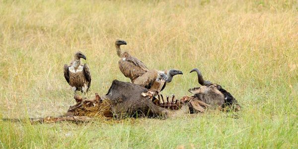 Vulture feeding on a kill. Masai Mara National Park, Kenya