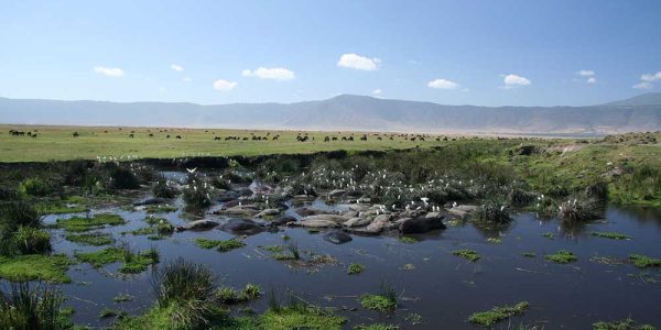 Ngorongoro 1a Ngorongoro 1a