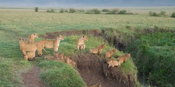 Ngorongoro 2a Ngorongoro 2a