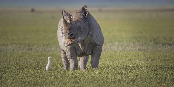 Ngorongoro 3a Ngorongoro 3a