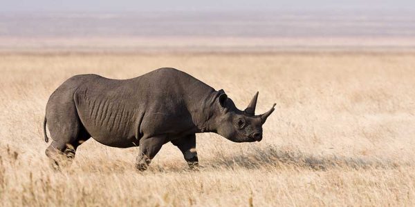 Ngorongoro_rhino Ngorongoro_rhino
