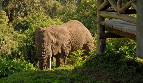 Rhino Lodge 3