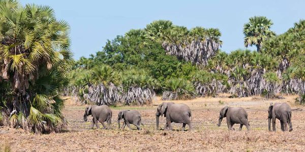 21438734 - family of elephants walking in the bushland of tanzania - national park selous game reserve