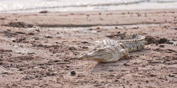 21438620 - crocodile in the national park selous game reserve in tanzania