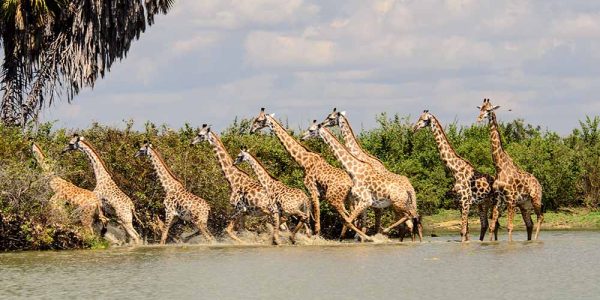 Selous 3 Selous 3