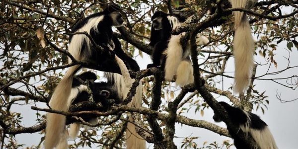 arusha monkey arusha monkey