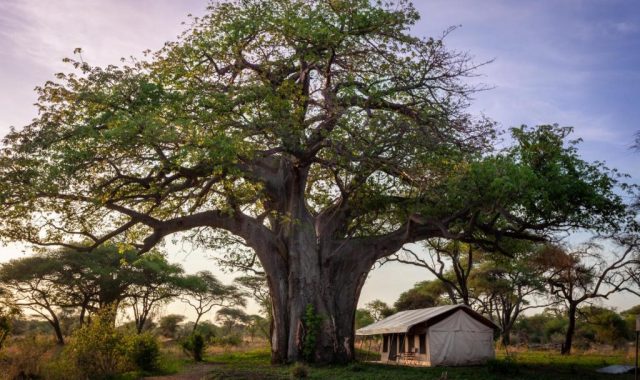 baobab tented camp 2