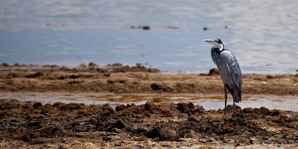 16438579 - a black-headed heron near the water. serengeti national park, tanzania