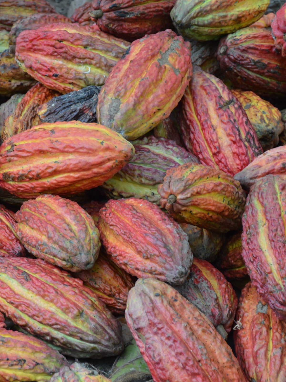 cocoa