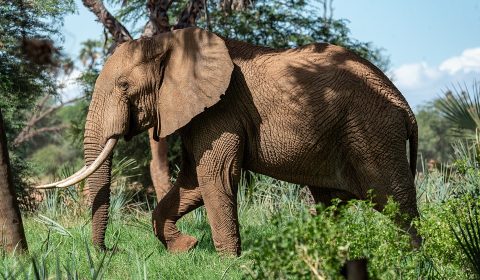 elephant-4393034_960_720