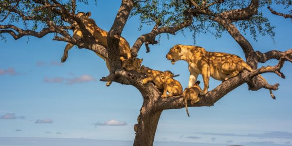 (c)Nick Dale (+44) 7942 800921