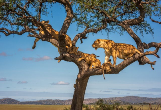 Two lionesses and four cubs in tree (c)Nick Dale (+44) 7942 800921