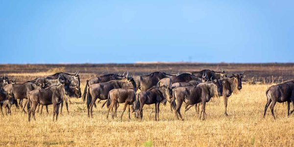 great migration 1 (2) great migration 1 (2)