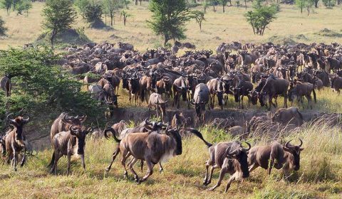 great migration 2