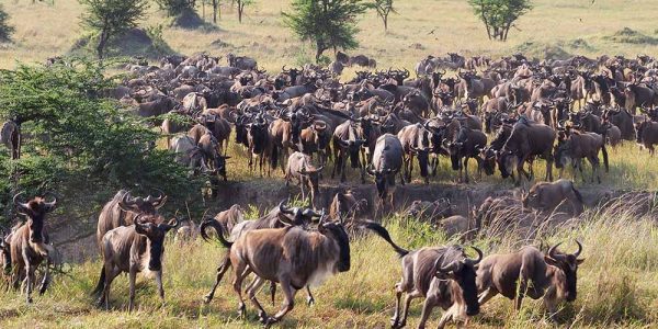great migration 2 great migration 2