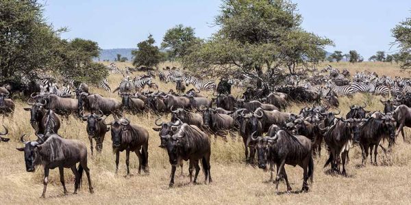great migration 3
