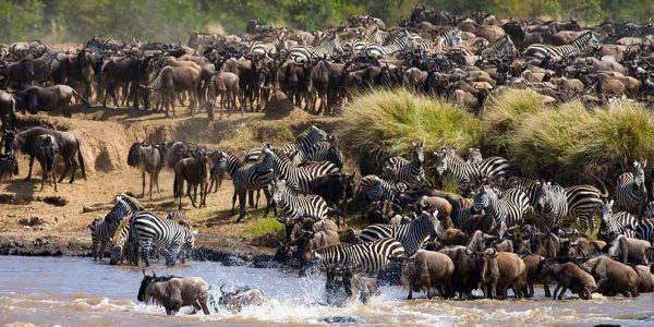 great migration 5 (2) great migration 5 (2)