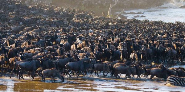 great migration top (2)