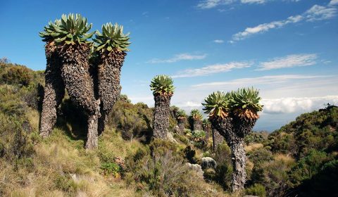 3377350 - trees on the mount kilimanjaro in tanzania