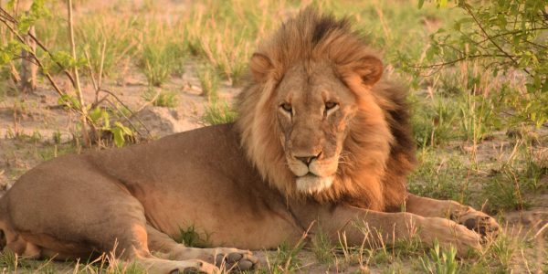 lion lion