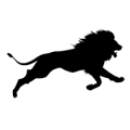 lion lion