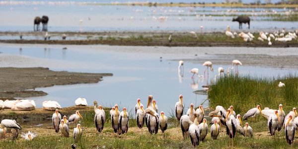 manyara 1 (2)