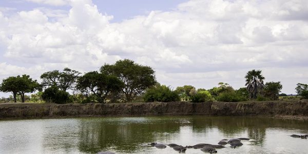 The hippos in Mikumi National Park of Tanzania.