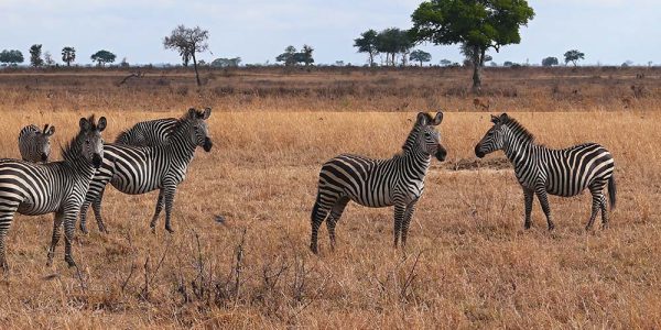 10509498 – zebras in mikumi national park in tanzania 10509498 - zebras in mikumi national park in tanzania