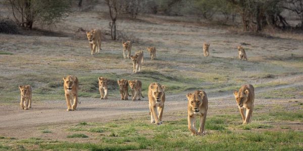 Big Pride of African Lions walking together in Ndutu Tanzania