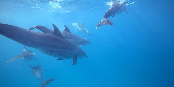pemba island 2