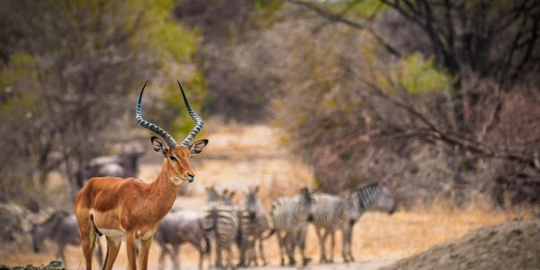 pexels-babijaphoto-26692263