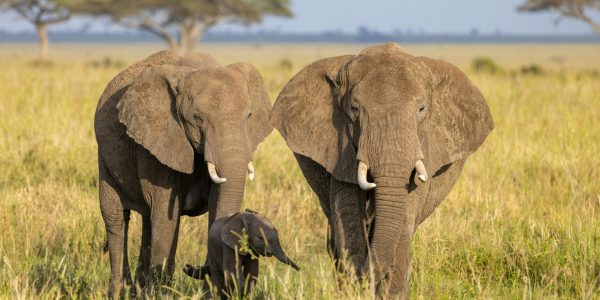 pexels-balazsimon-15994110