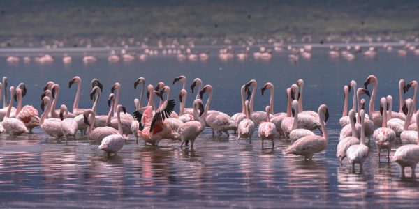 pexels-bisakha-datta-3429431-7218994 (1)