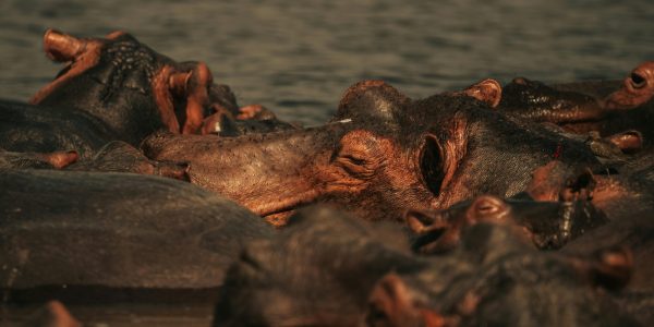 pexels-caleb-falkenhagen-216813613-29973761