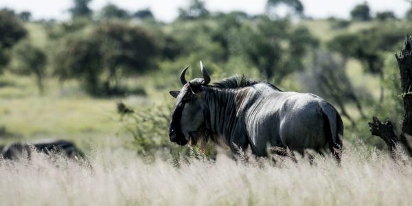 pexels-charmain-35981576