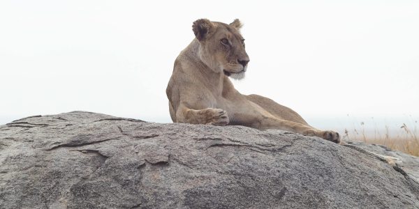 pexels-christophe-b-353671055-14525300