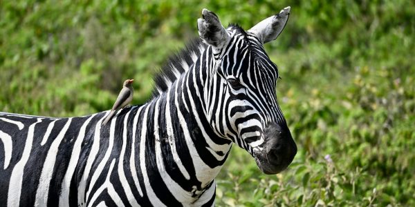 pexels-crisbel-solano-1214111535-35062090