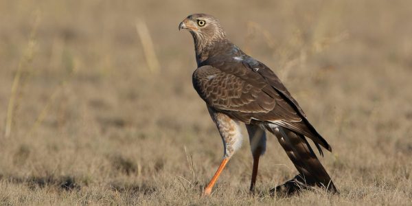 pexels-dkeats-32826512