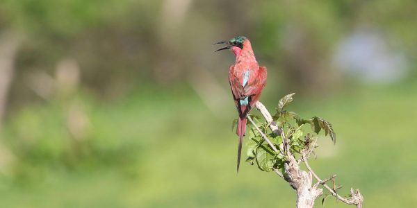 pexels-dkeats-32992980